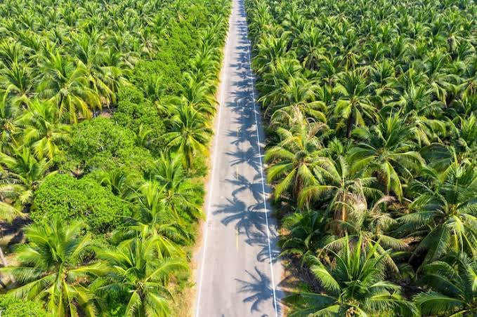 Background Perkebunan